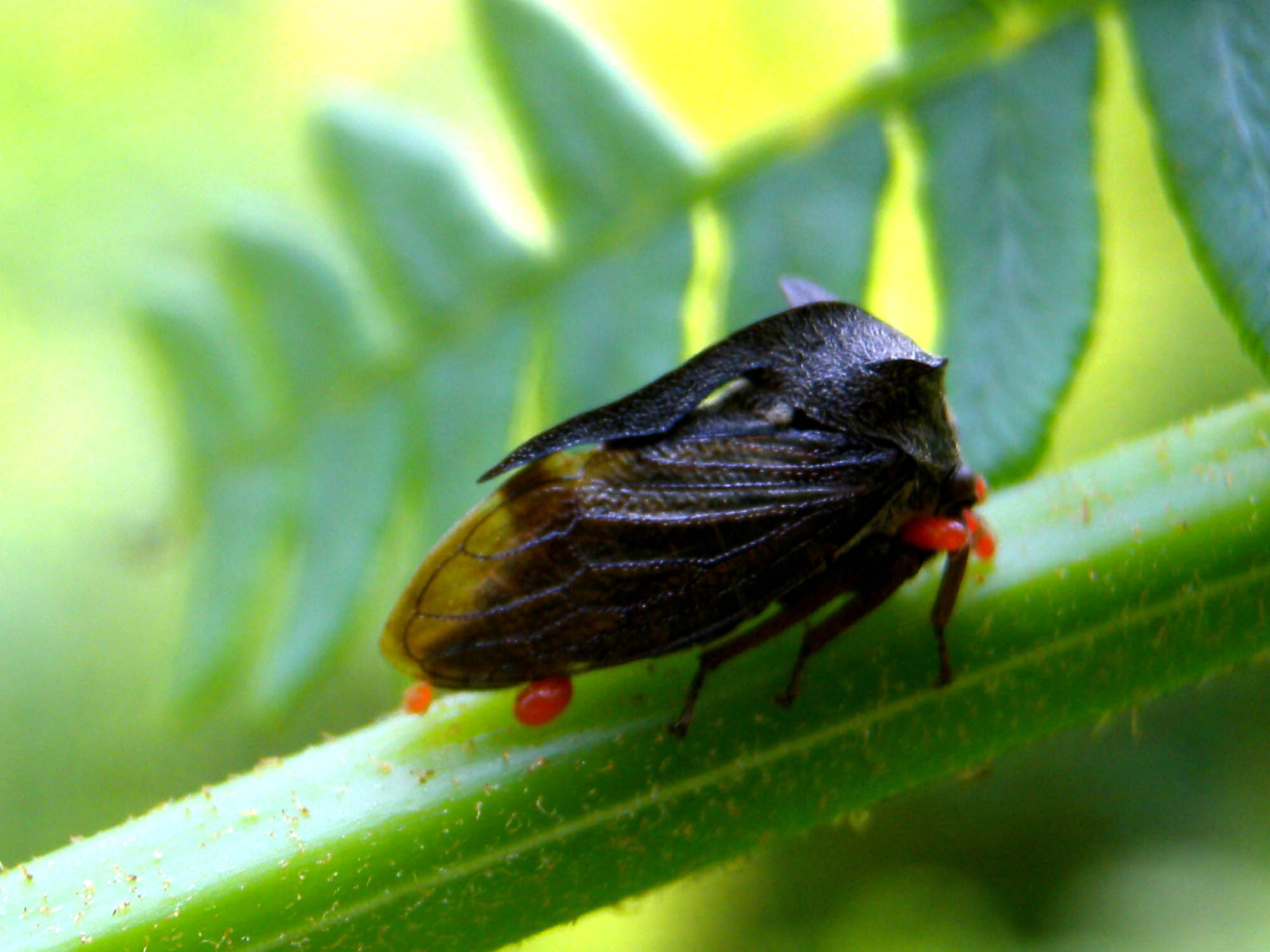 Centrotus ... scuro - Centrotus cornutus